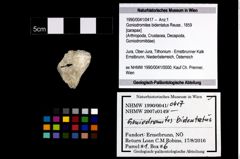 Foto (Objekt + Etikett) von Goniodromites bidentatus (Reuss, 1859)  (NHMW-GEO-1990-0041-0417)